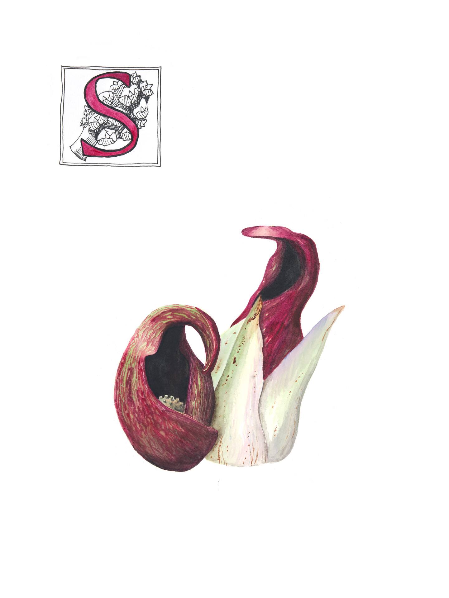臭鼬白菜，辛罗卡普foetidus, Beth Skwarecki的水彩画
