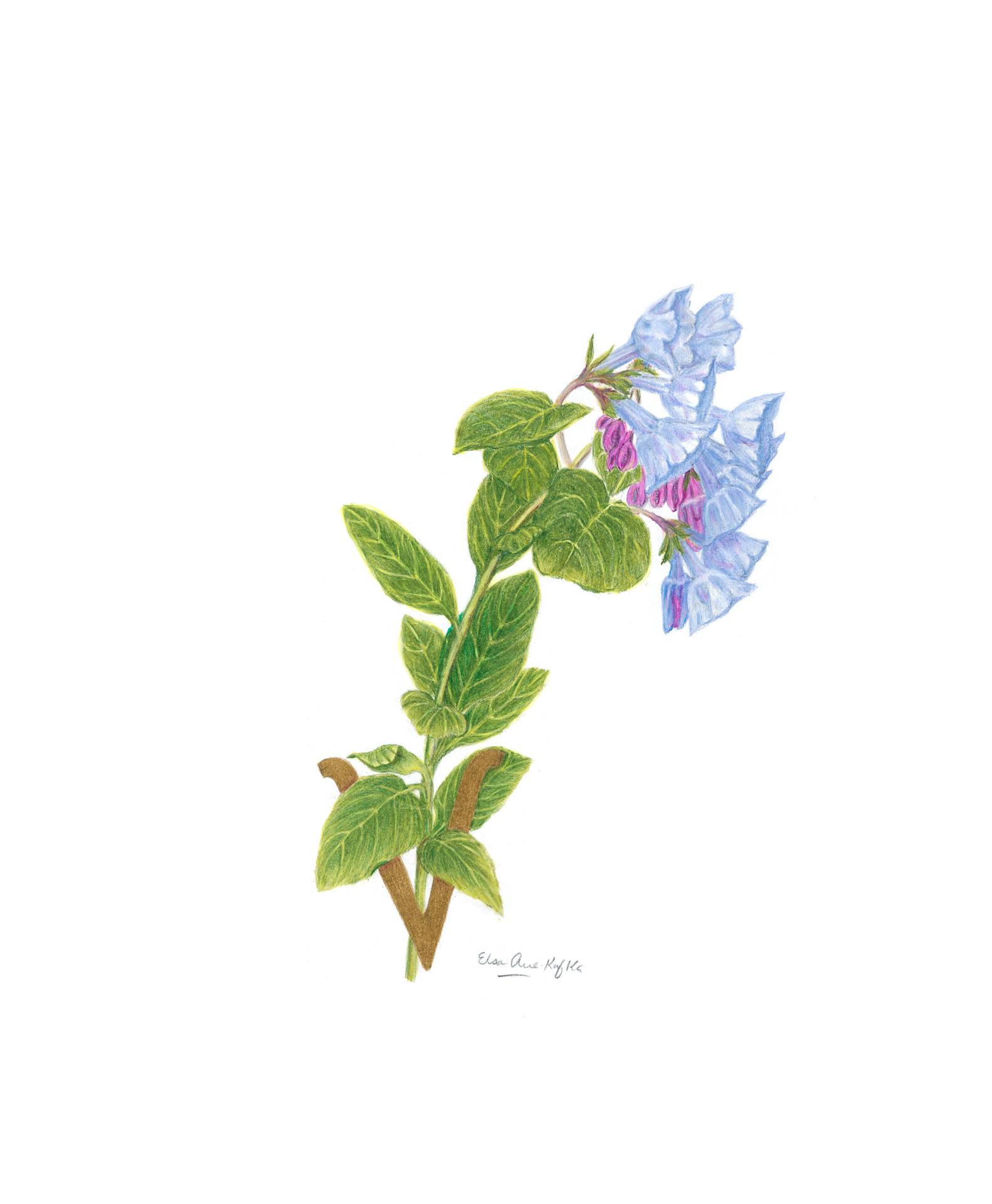 弗吉尼亚风信子，Mertensia virginica, Elsa Arce的水彩和彩色铅笔
