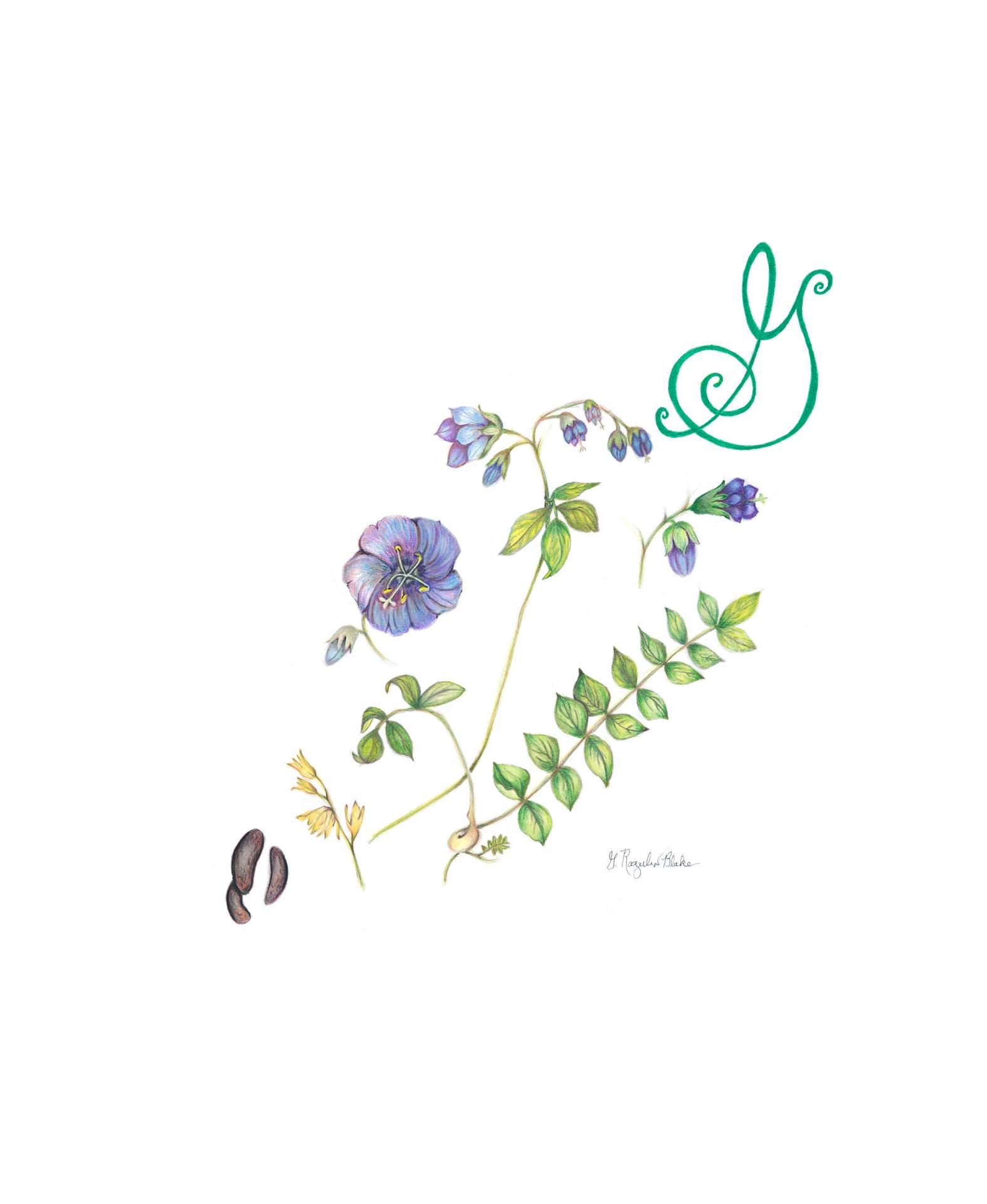 希腊缬草，Polemonium reptans，彩色铅笔Gloria Rogulin Blake