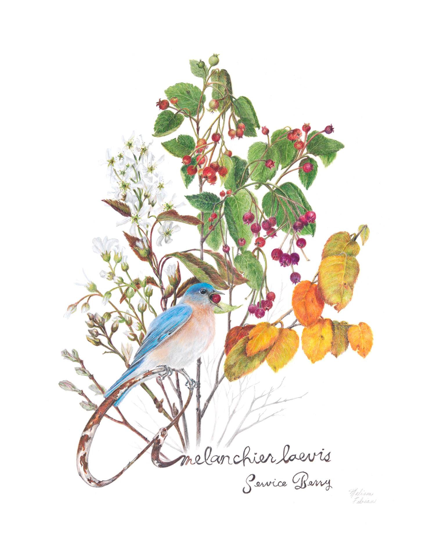 阿勒格尼服务莓，Amelanchier laevis，彩色铅笔由Melissa Fabian设计