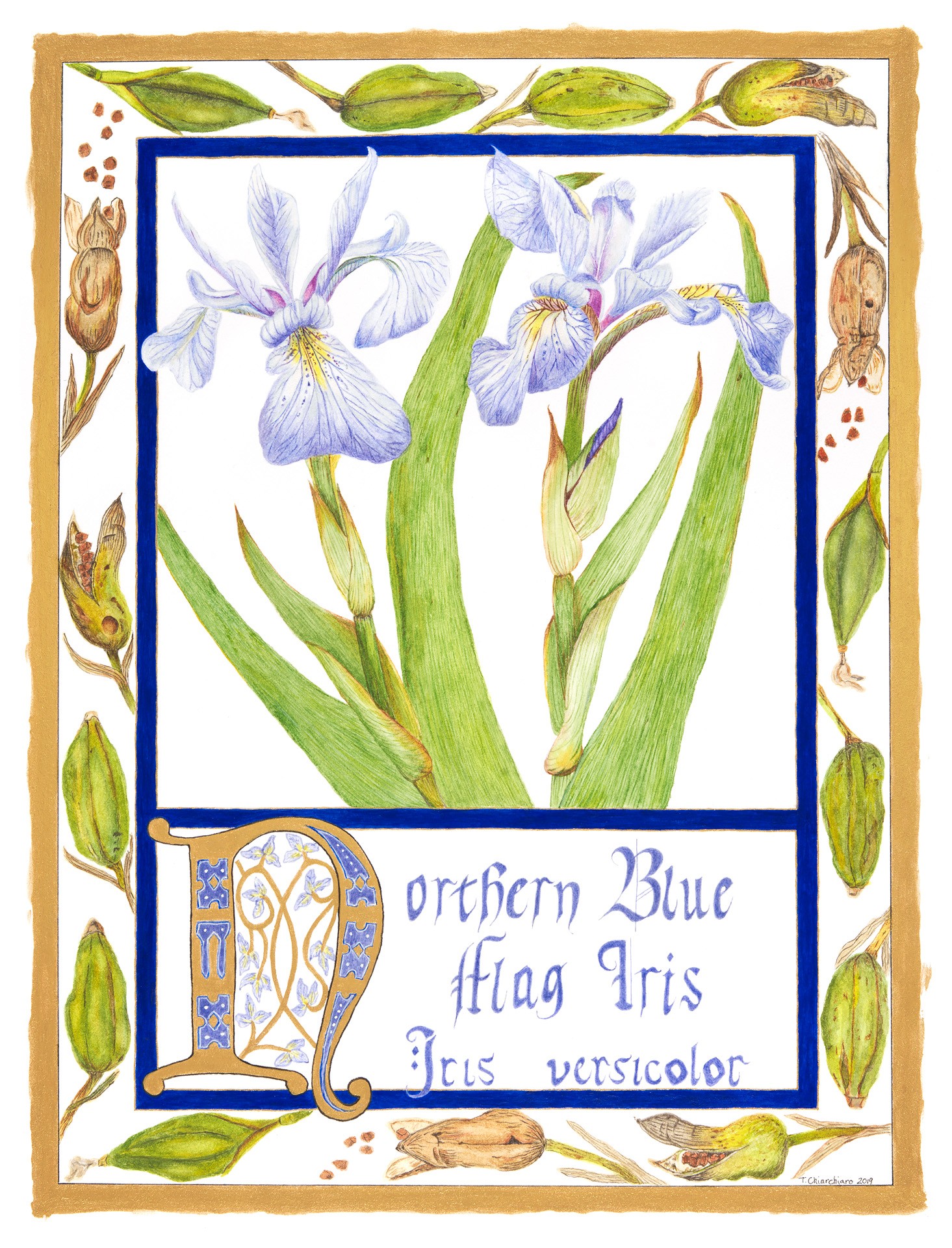 由Tena Chiarchiaro创作的北方蓝旗，鸢尾花水彩画和蛋彩画