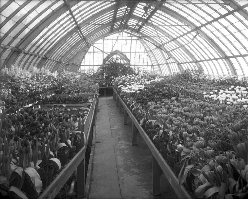 1912年春季花展