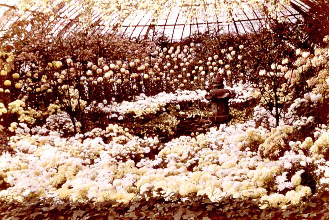 1949年秋季花卉展