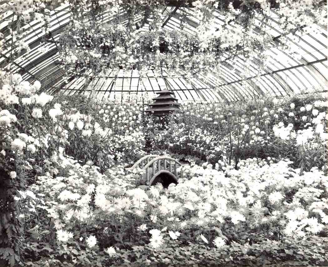 1950年秋季花卉展