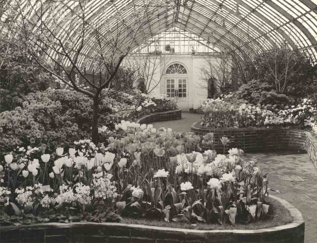 1950年春季花展