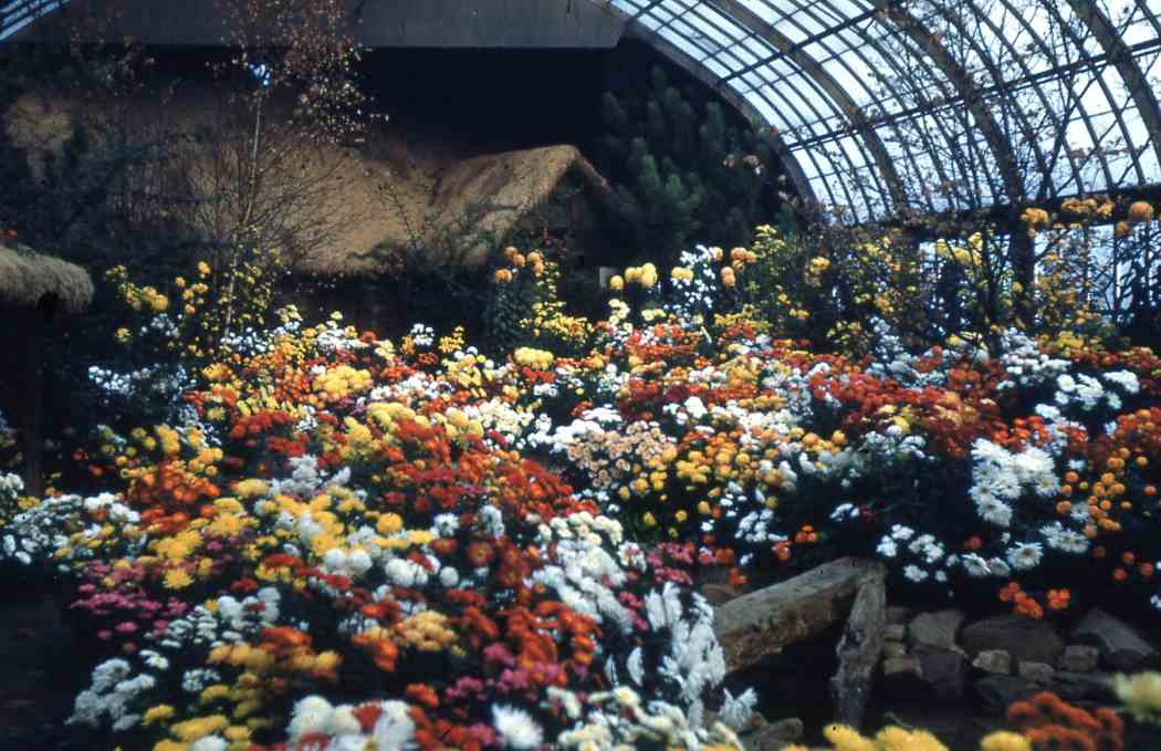 1952年秋季花卉展