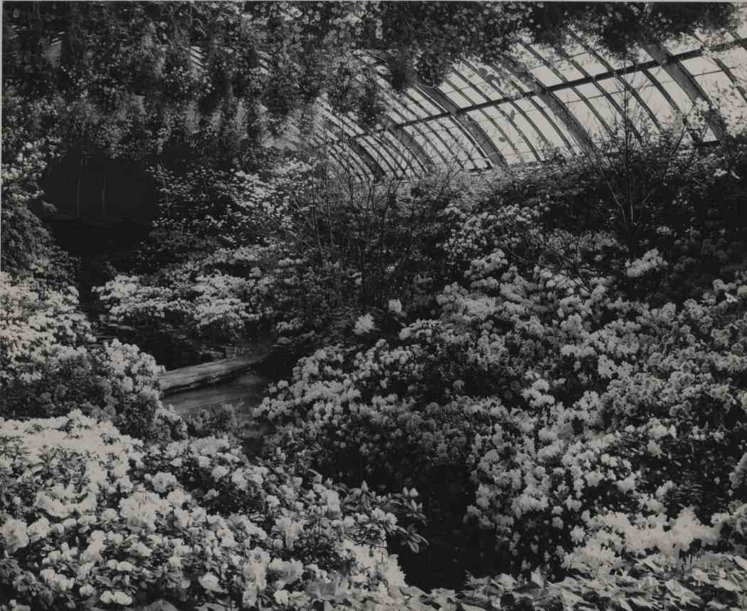 1952年春季花展