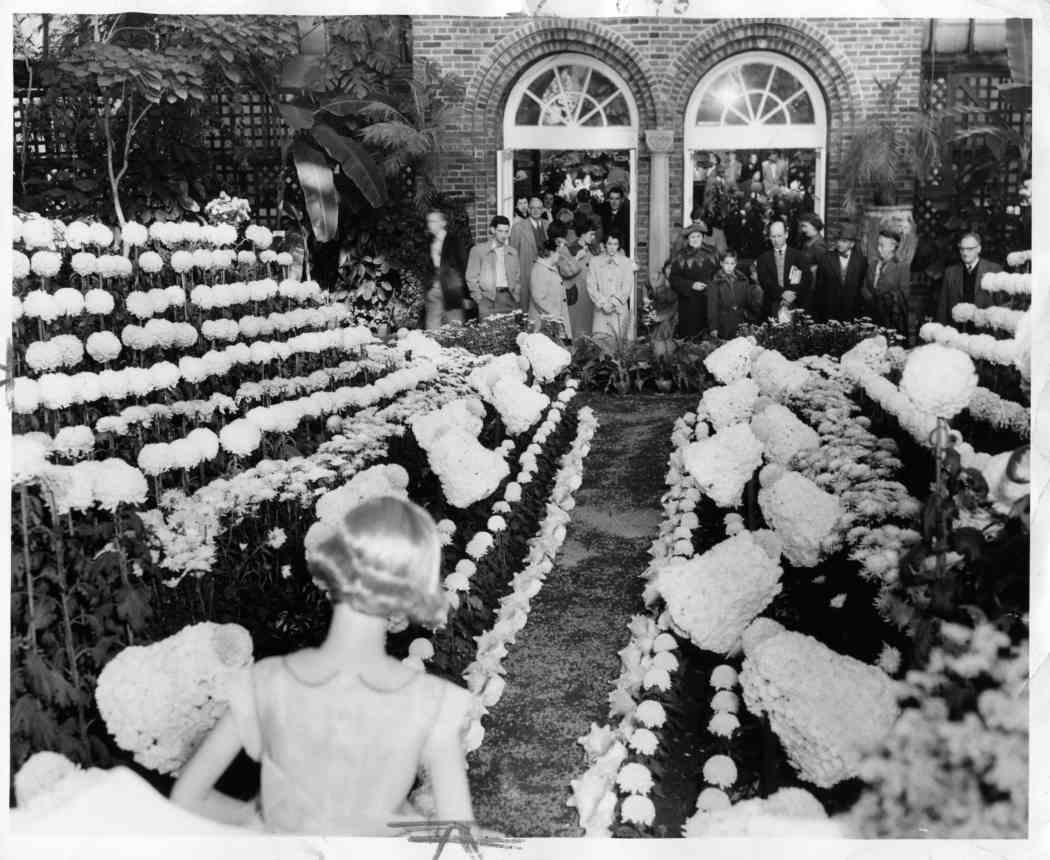 1954年秋季花卉展