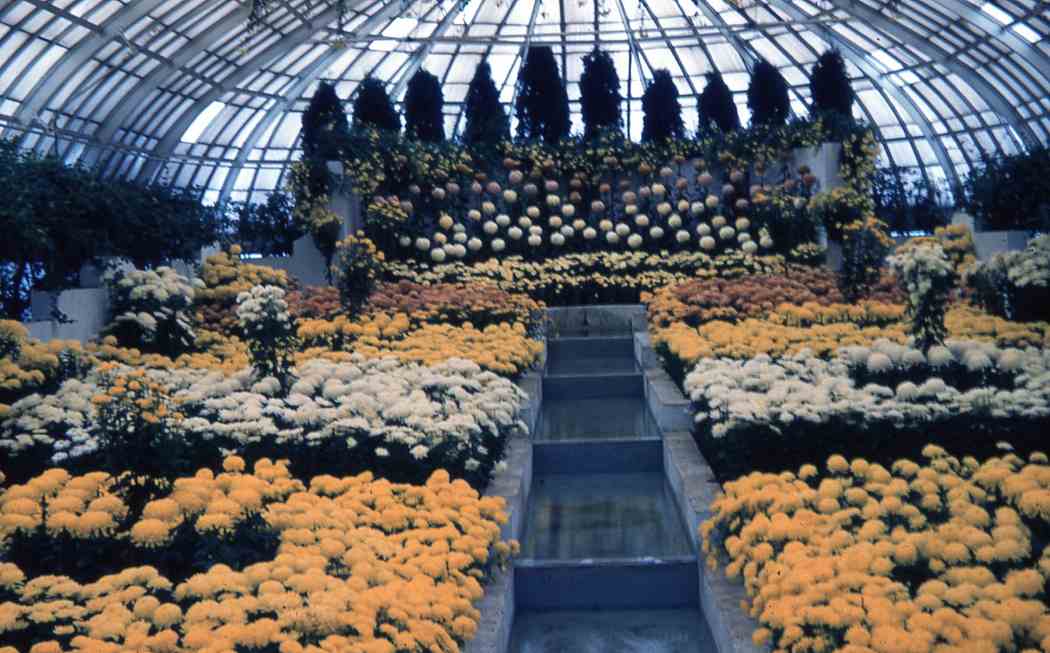 1956年秋季花展:匹兹堡的故事