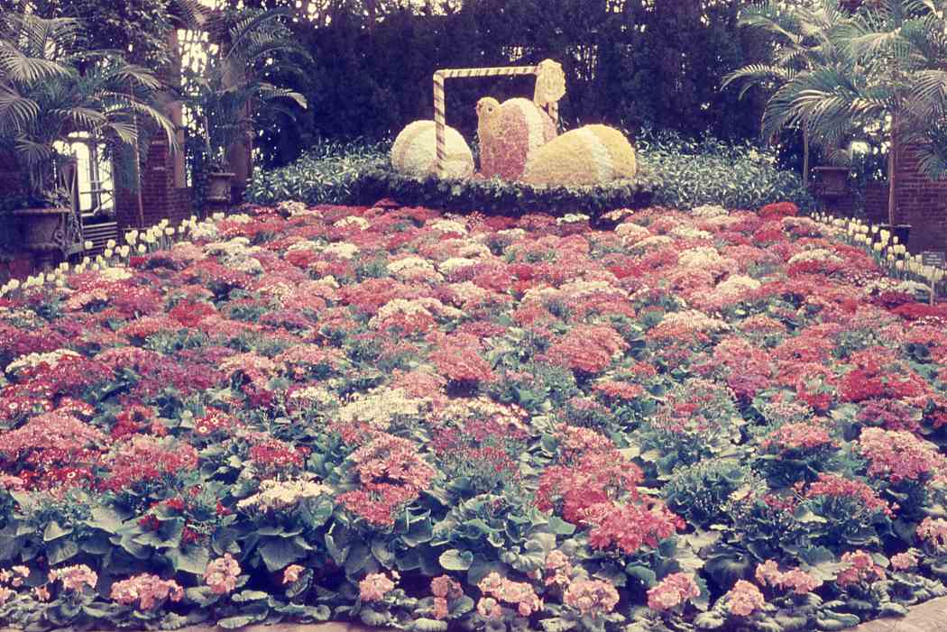 1957年春季花卉展