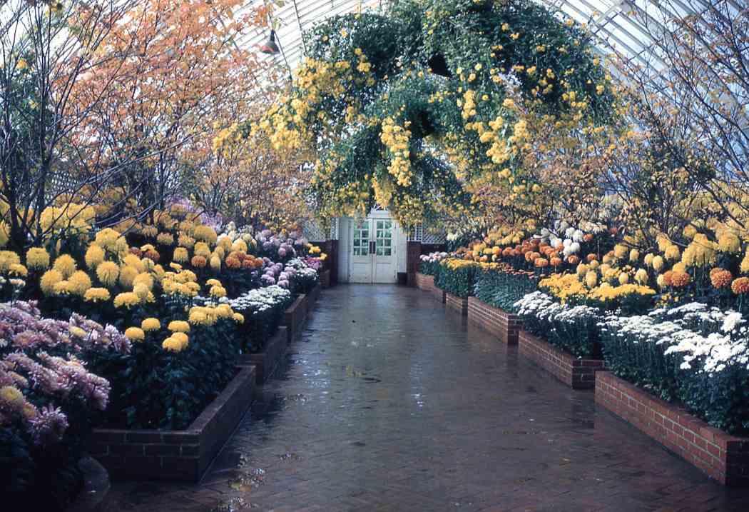 1958年秋季花卉展