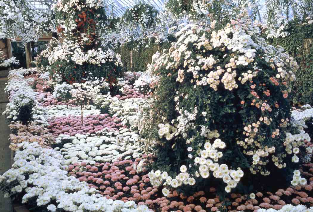 1963年秋季花展