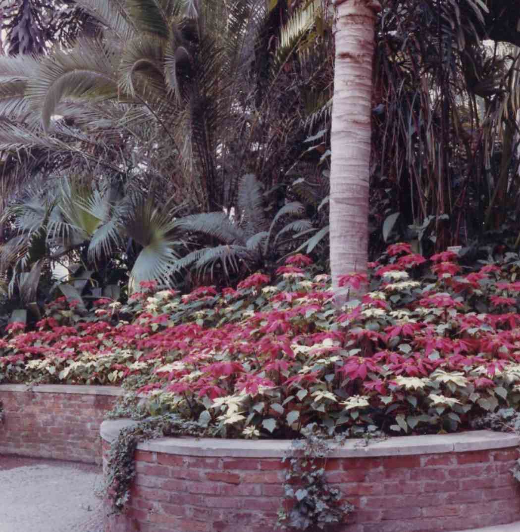 1965年冬季花展