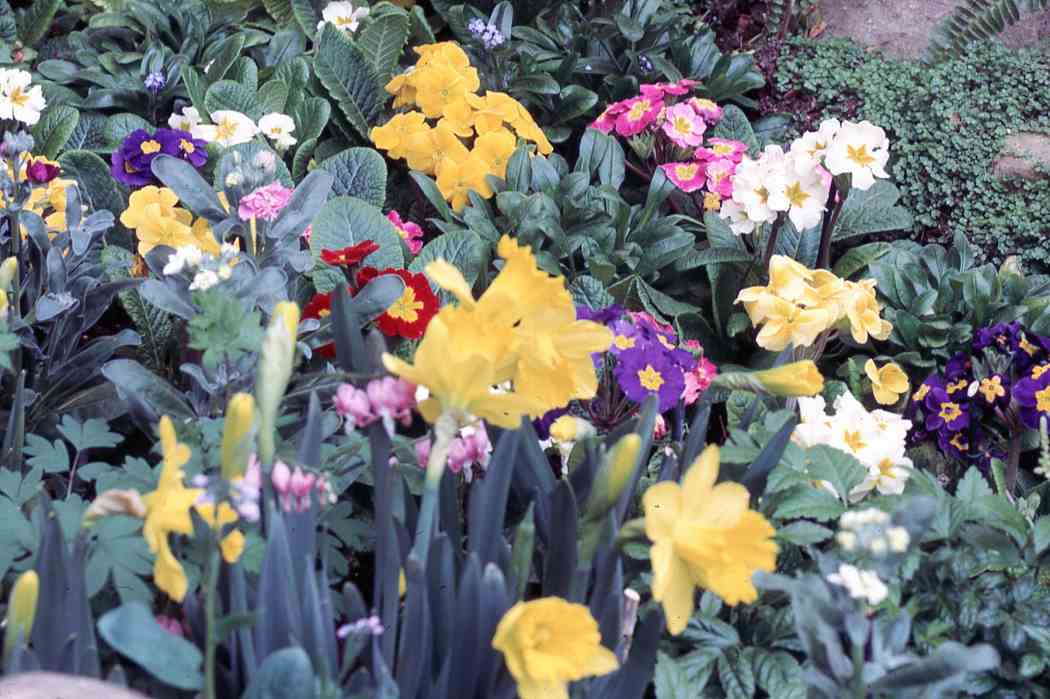 1966年春季花展