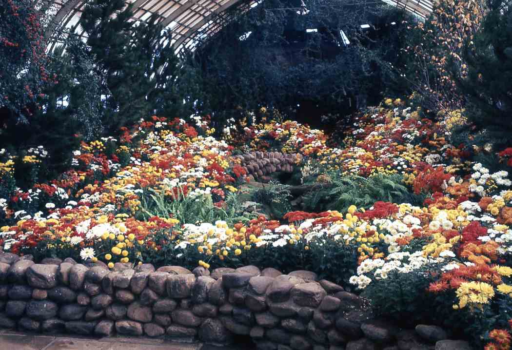 1967年秋季花卉展