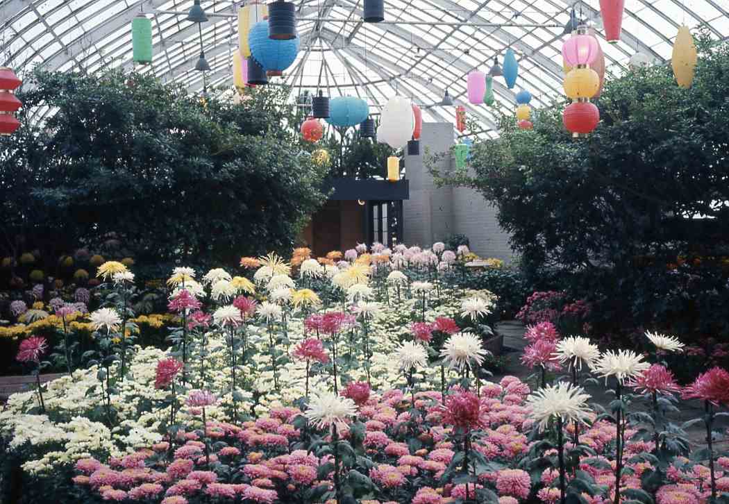 1968年秋季花卉展