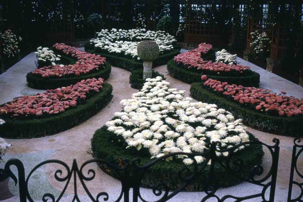 1971年秋季花卉展