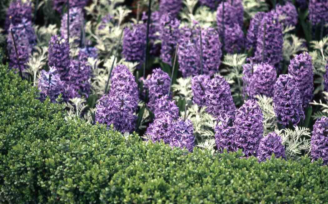 1971年春季花展