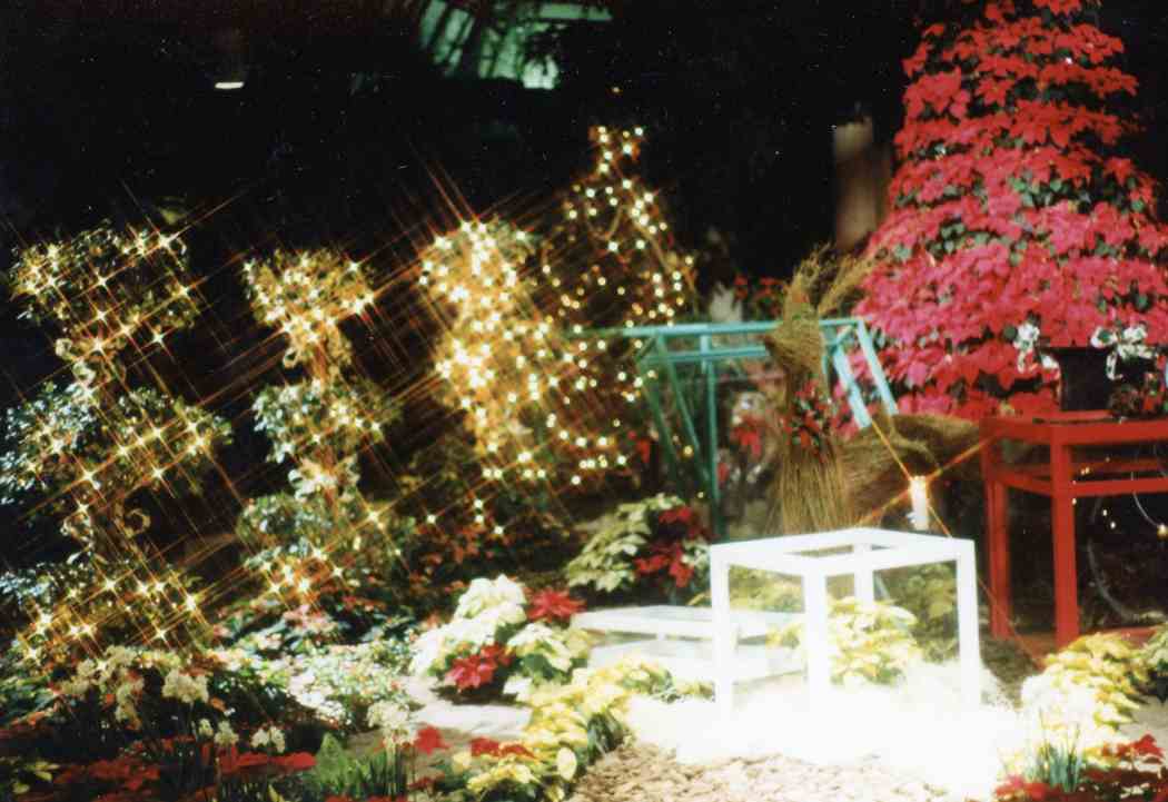 1990年冬季花展:玻璃下的礼物