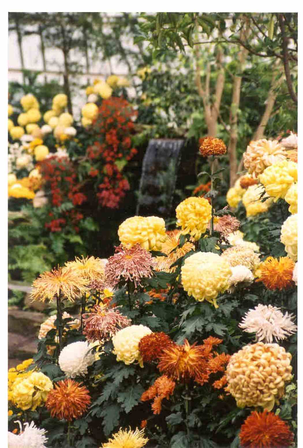 2002年秋天花展:日本菊花节