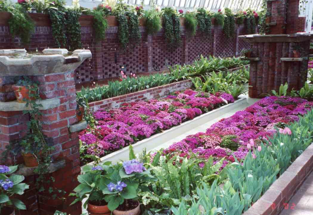 2002年春季花展:阳光的颜色