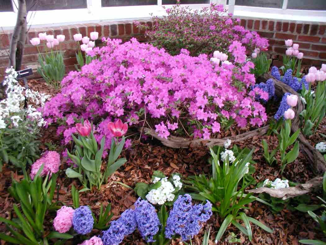 2004年春季花展:春天的色斑