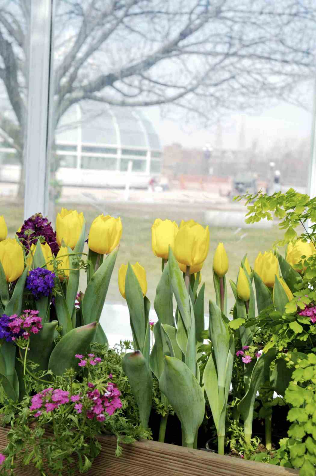 2005年春季花展:五颜六色的新的开端